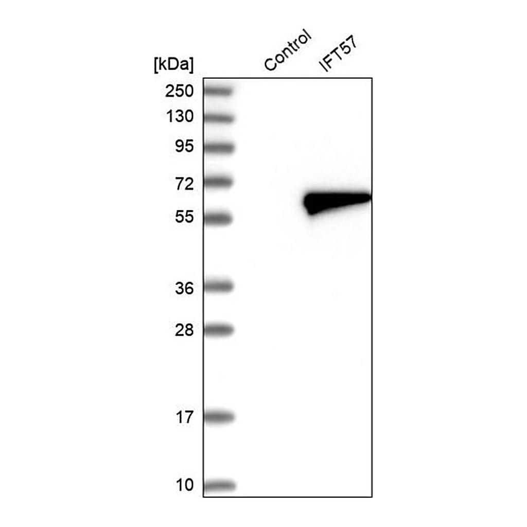 Merck Anti-IFT57 antibody produced in rabbit