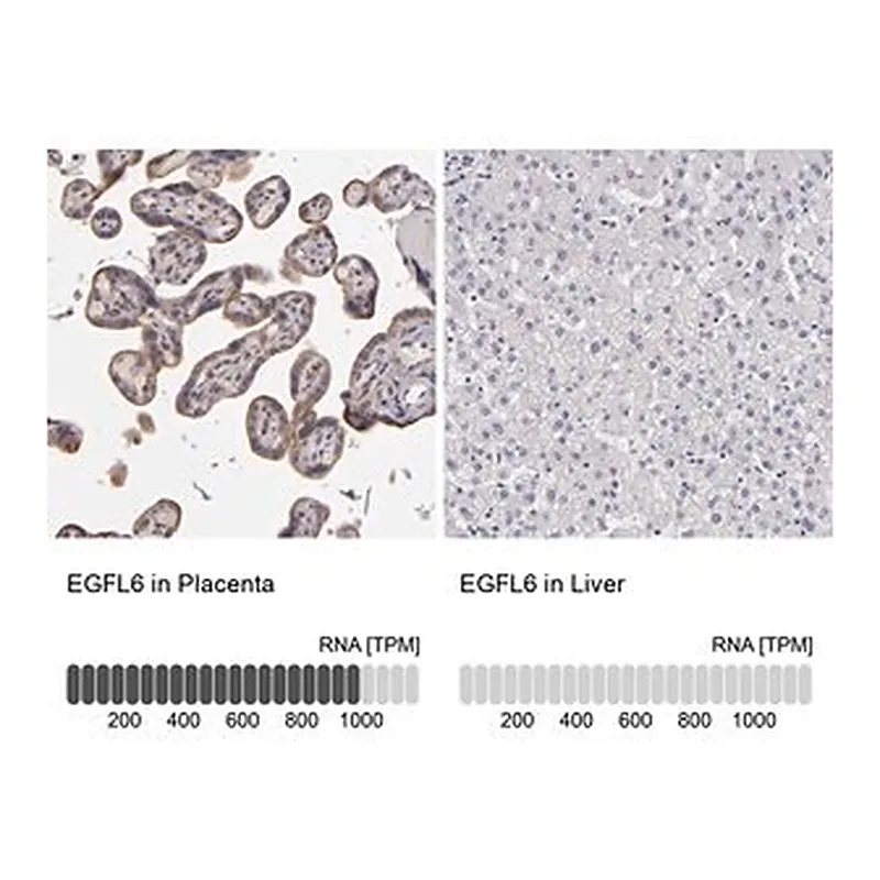 Merck Anti-EGFL6 antibody produced in rabbit