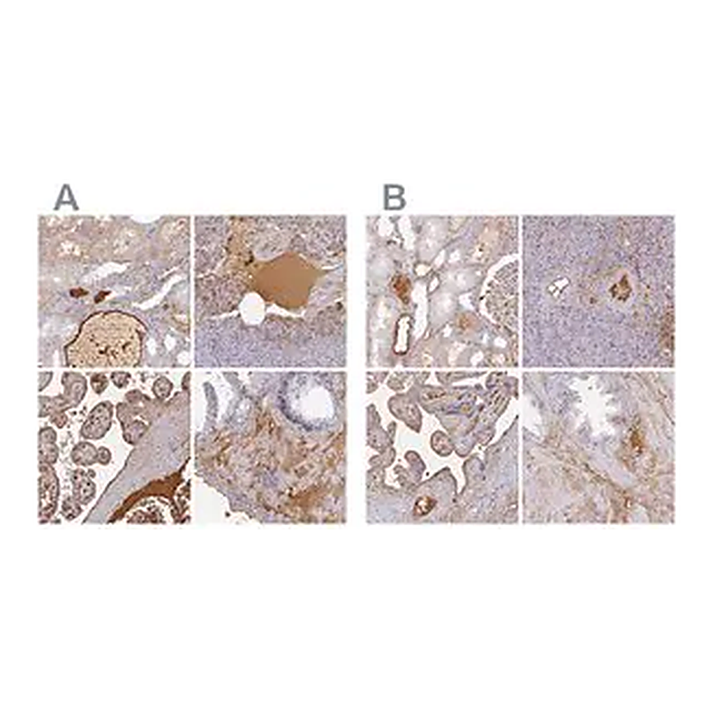 Merck Anti-ALB antibody produced in rabbit