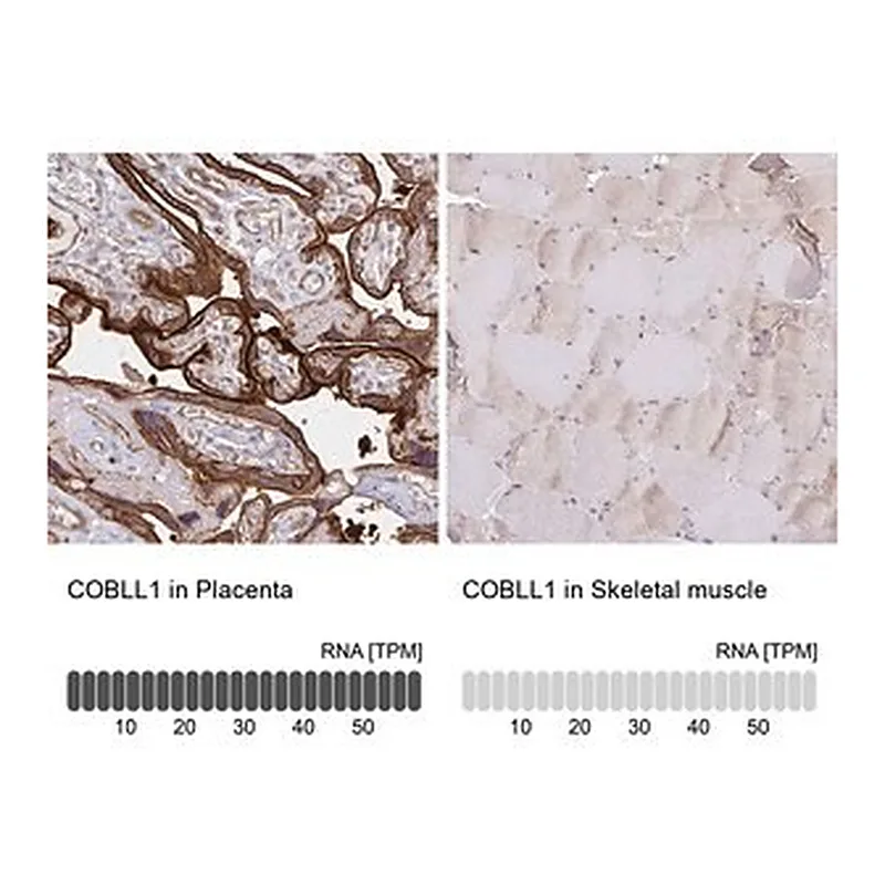 Merck Anti-COBLL1 antibody produced in rabbit