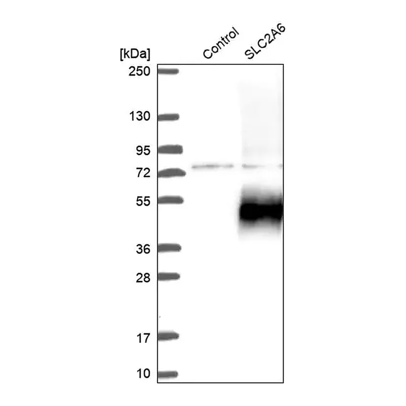 Merck Anti-SLC2A6 antibody produced in rabbit