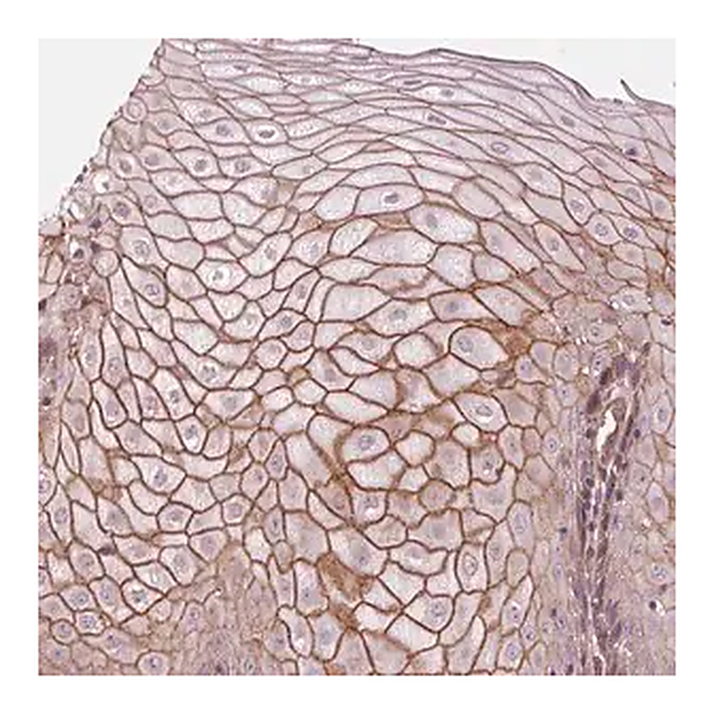 Merck Anti-TXNIP antibody produced in rabbit