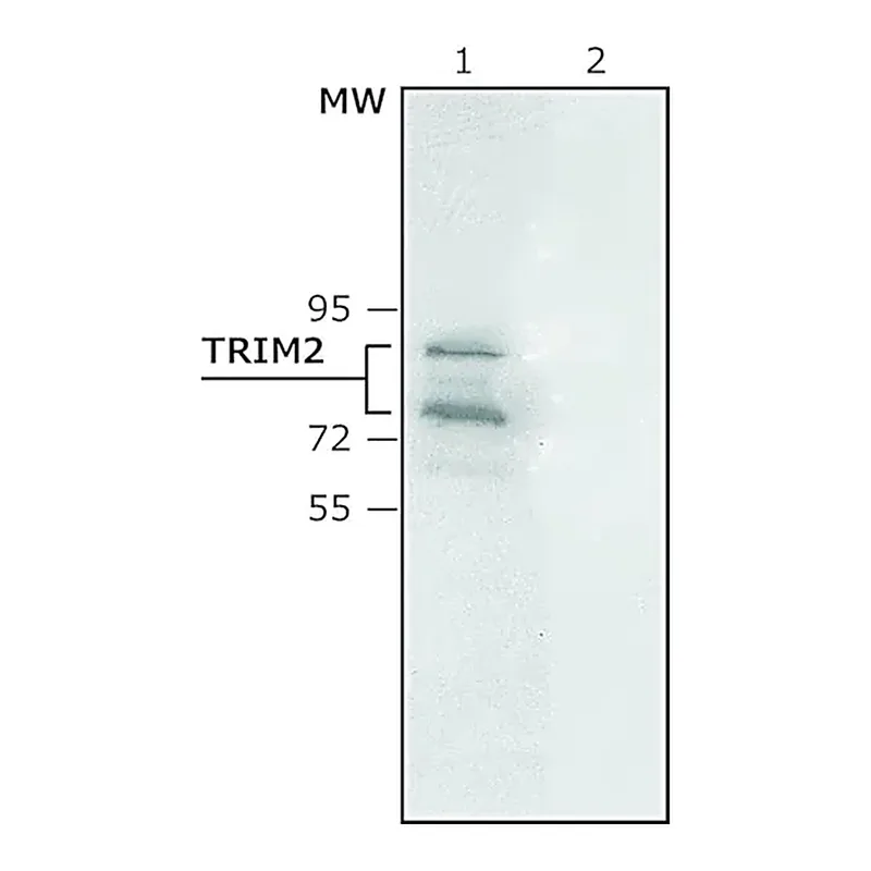 Merck Anti-TRIM2 antibody produced in rabbit