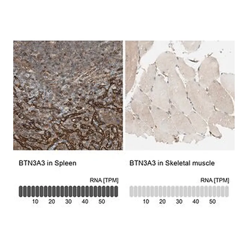 Merck Anti-BTN3A3 antibody produced in rabbit
