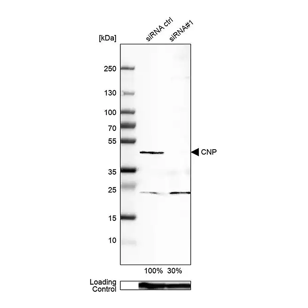 Merck Monoclonal Anti-CNP antibody produced in mouse