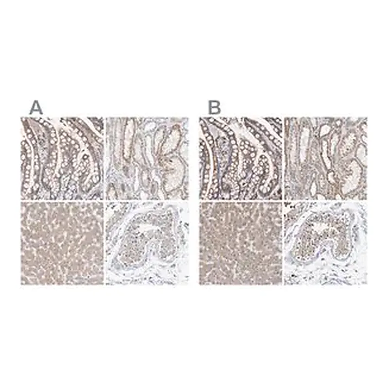 Merck Anti-SGPL1 antibody produced in rabbit