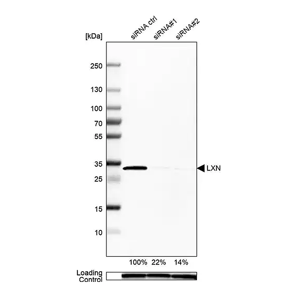 Merck Anti-LXN antibody produced in rabbit