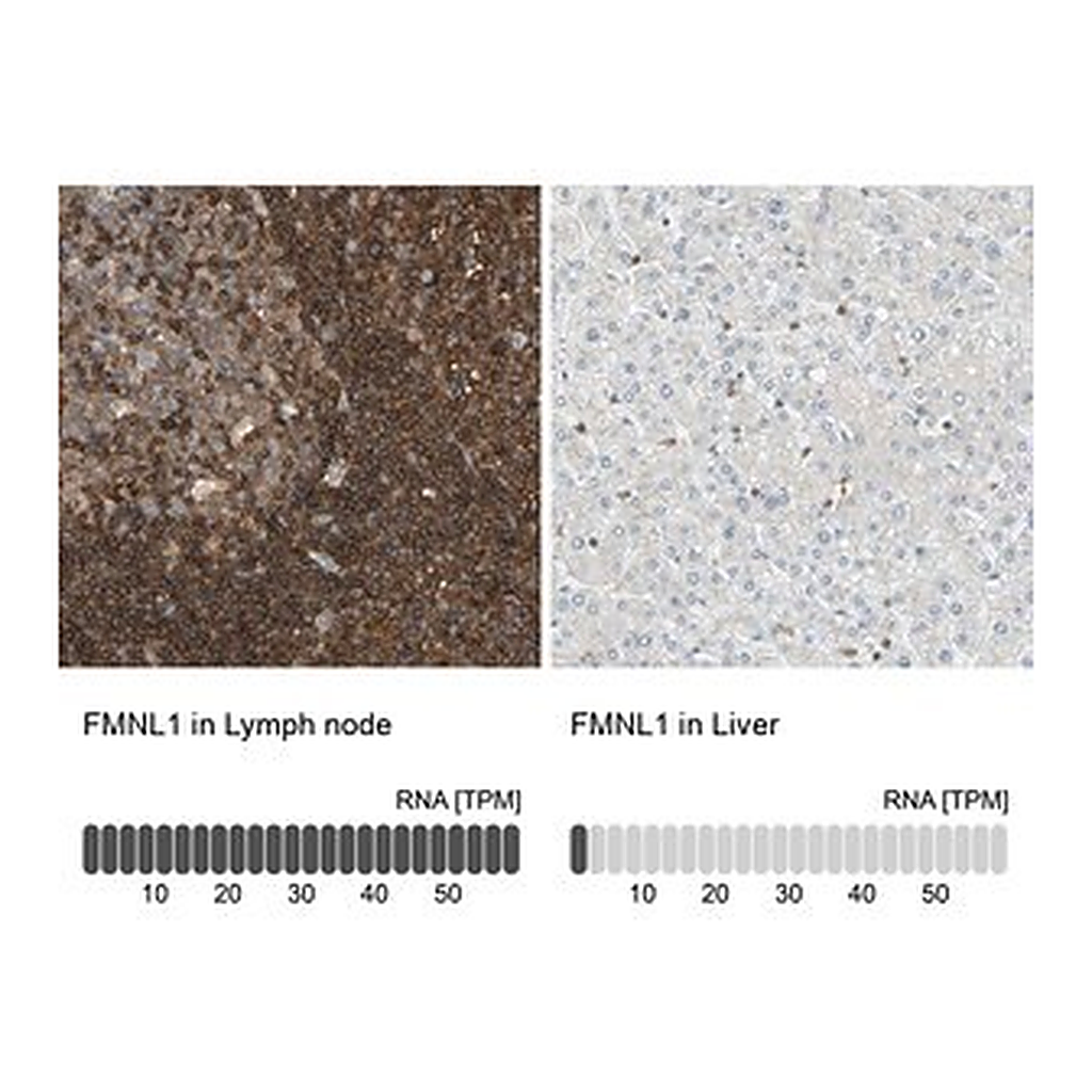 Merck Anti-FMNL1 antibody produced in rabbit