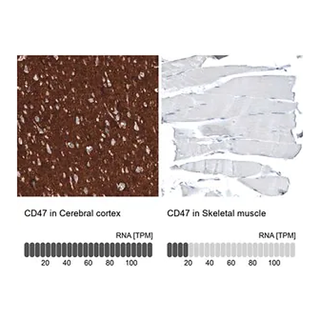 Merck Monoclonal Anti-CD47 antibody produced in mouse