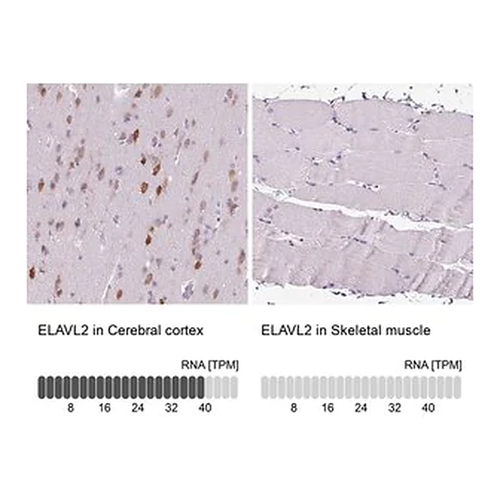 Merck Anti-ELAVL2 antibody produced in rabbit