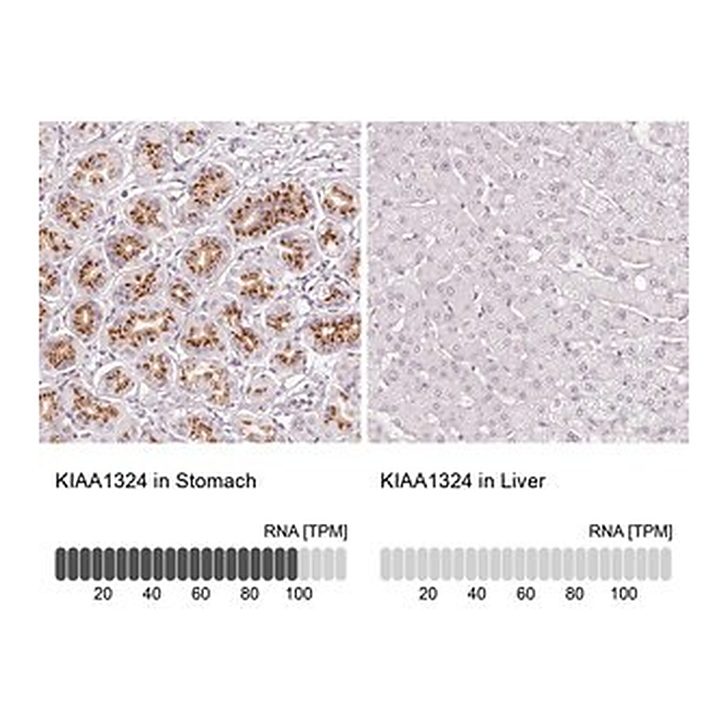 Merck Anti-KIAA1324 antibody produced in rabbit