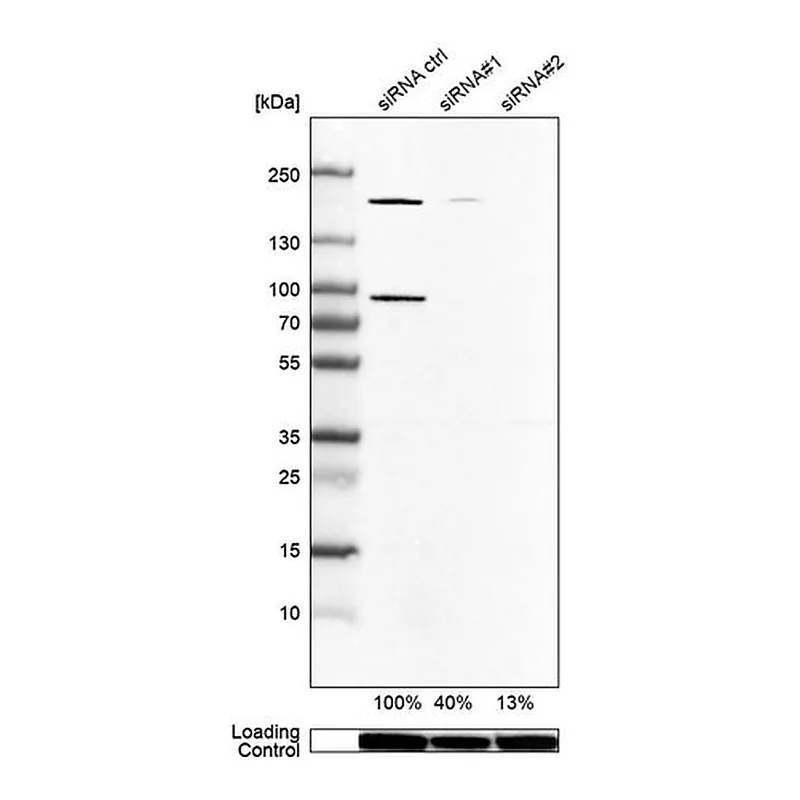 Merck Anti-ARHGEF7 antibody produced in rabbit
