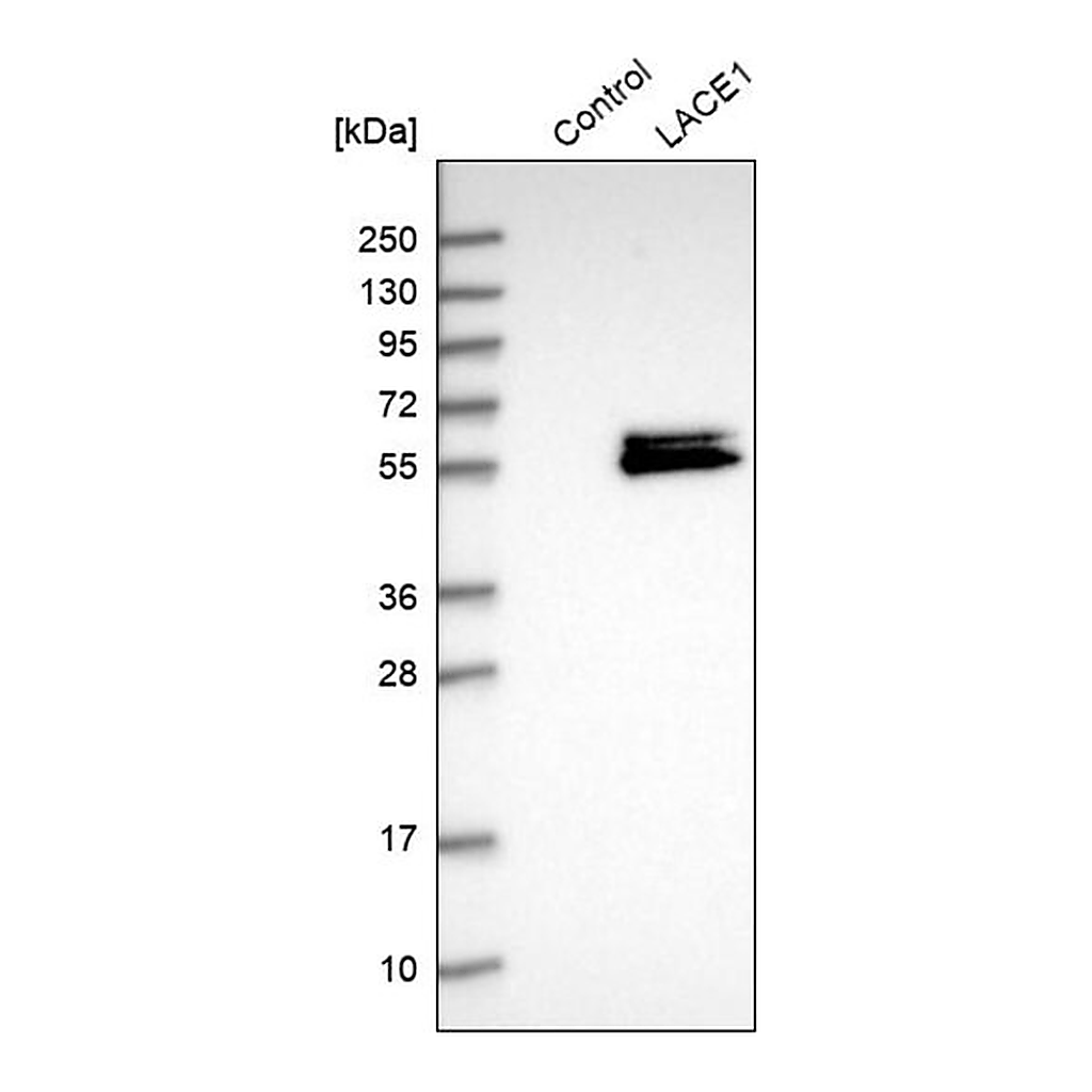 Merck Anti-LACE1 antibody produced in rabbit