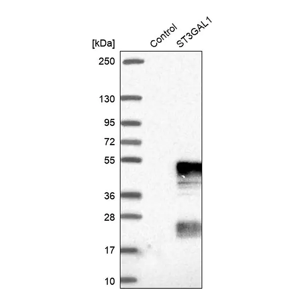Merck Anti-ST3GAL1 antibody produced in rabbit