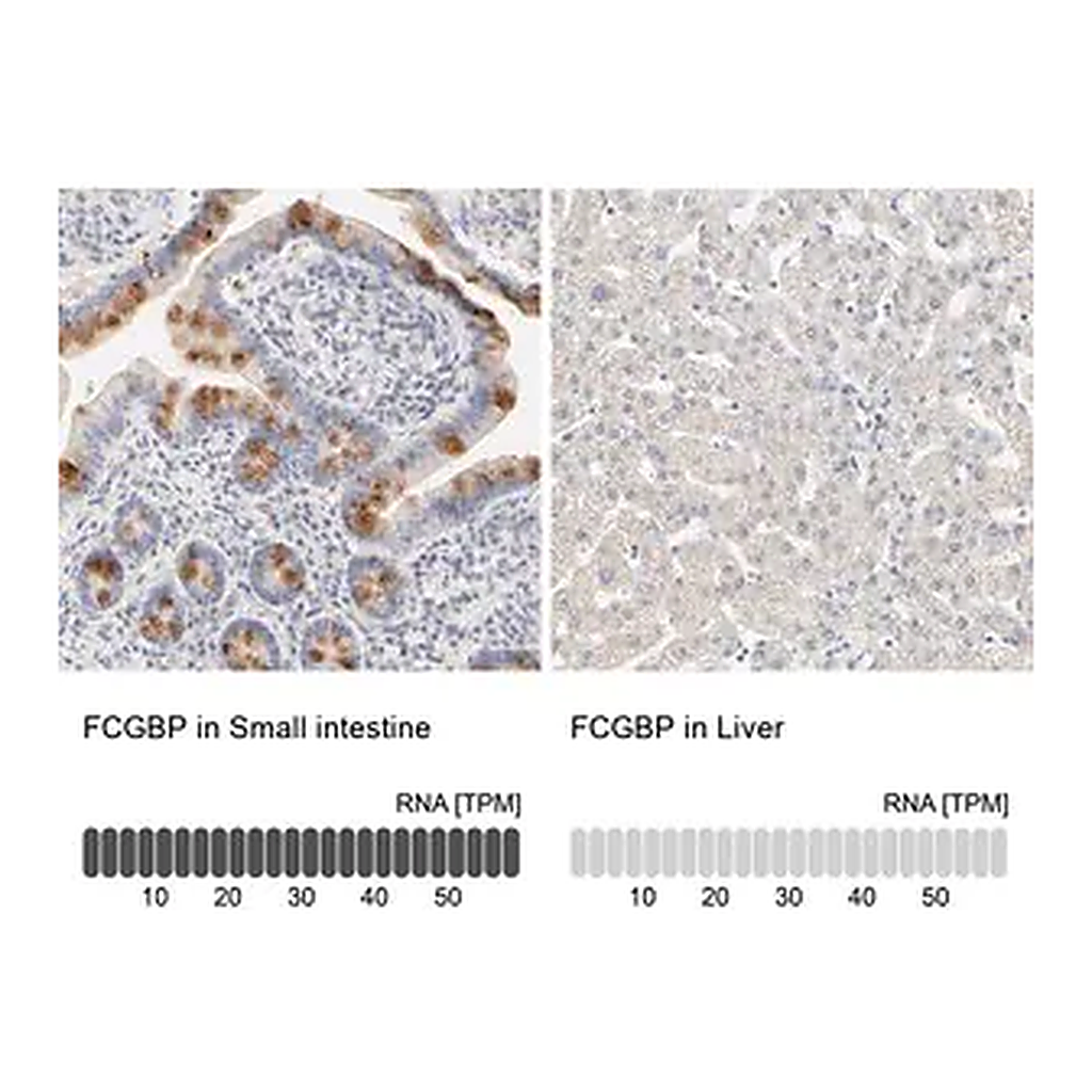 Merck Anti-FCGBP antibody produced in rabbit
