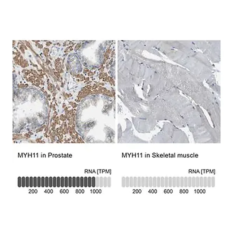 Merck Anti-MYH11 antibody produced in rabbit