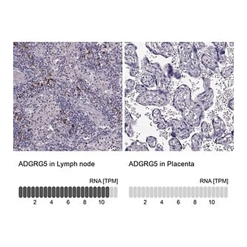 Merck Anti-ADGRG5 antibody produced in rabbit