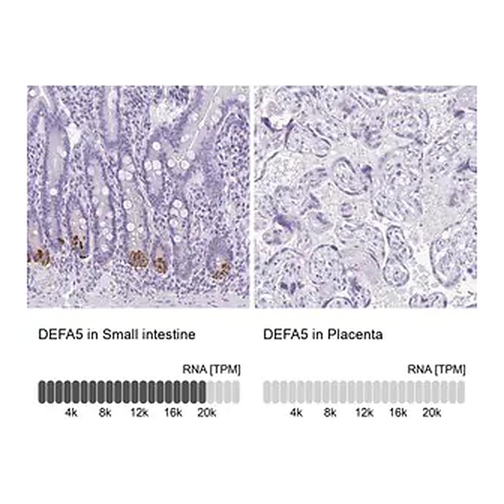 Merck Anti-DEFA5 antibody produced in rabbit