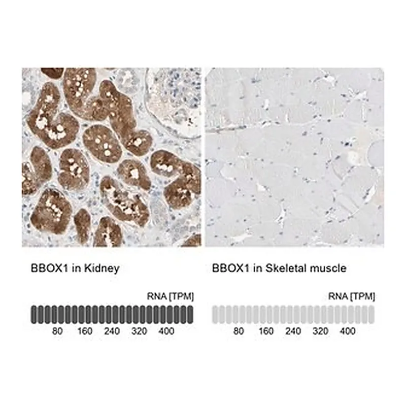 Merck Anti-BBOX1 antibody produced in rabbit