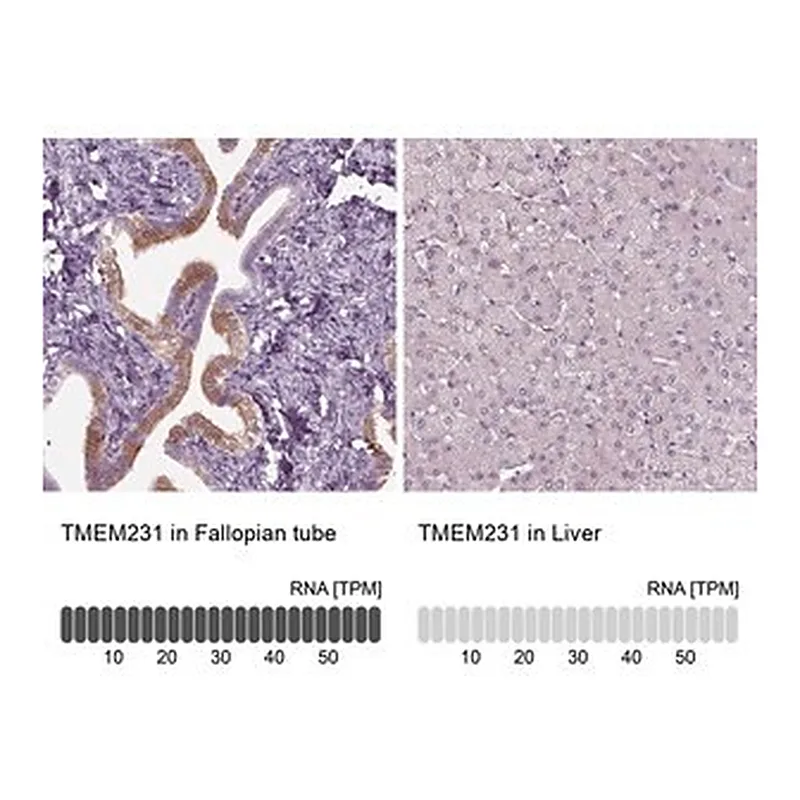 Merck Anti-TMEM231 antibody produced in rabbit