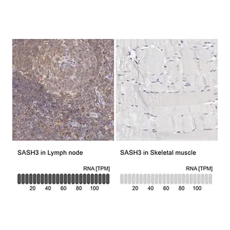 Merck ANTI-SASH3 antibody produced in rabbit