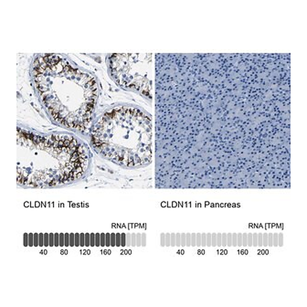 Merck Anti-CLDN11 antibody produced in rabbit