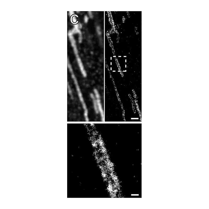 Merck Anti-ACO2 antibody produced in rabbit