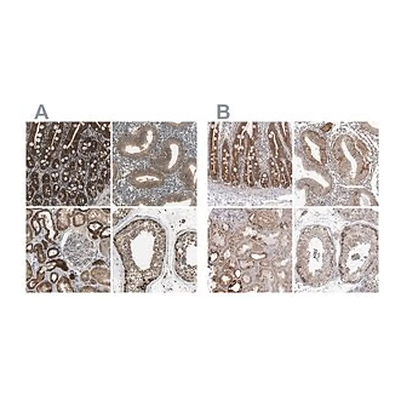Merck Anti-TUFM antibody produced in rabbit