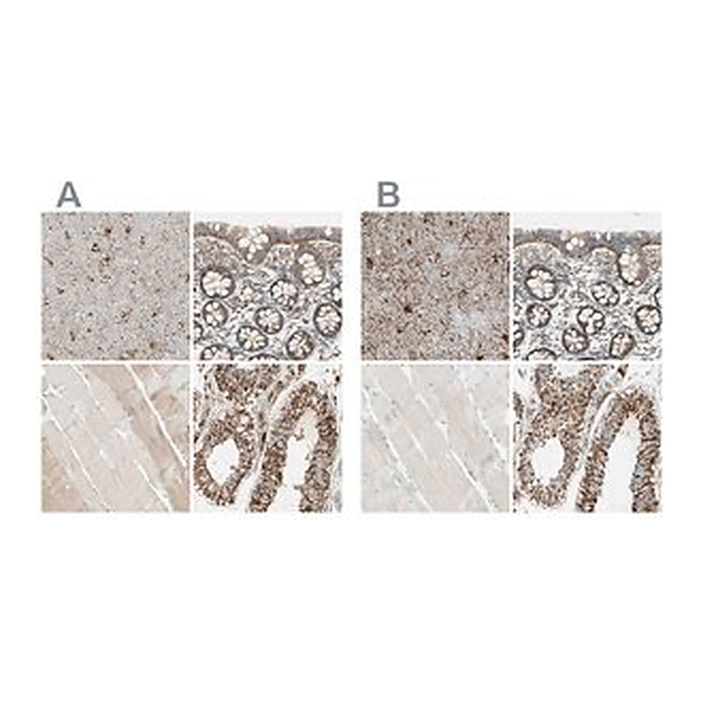 Merck Anti-ARMC10 antibody produced in rabbit