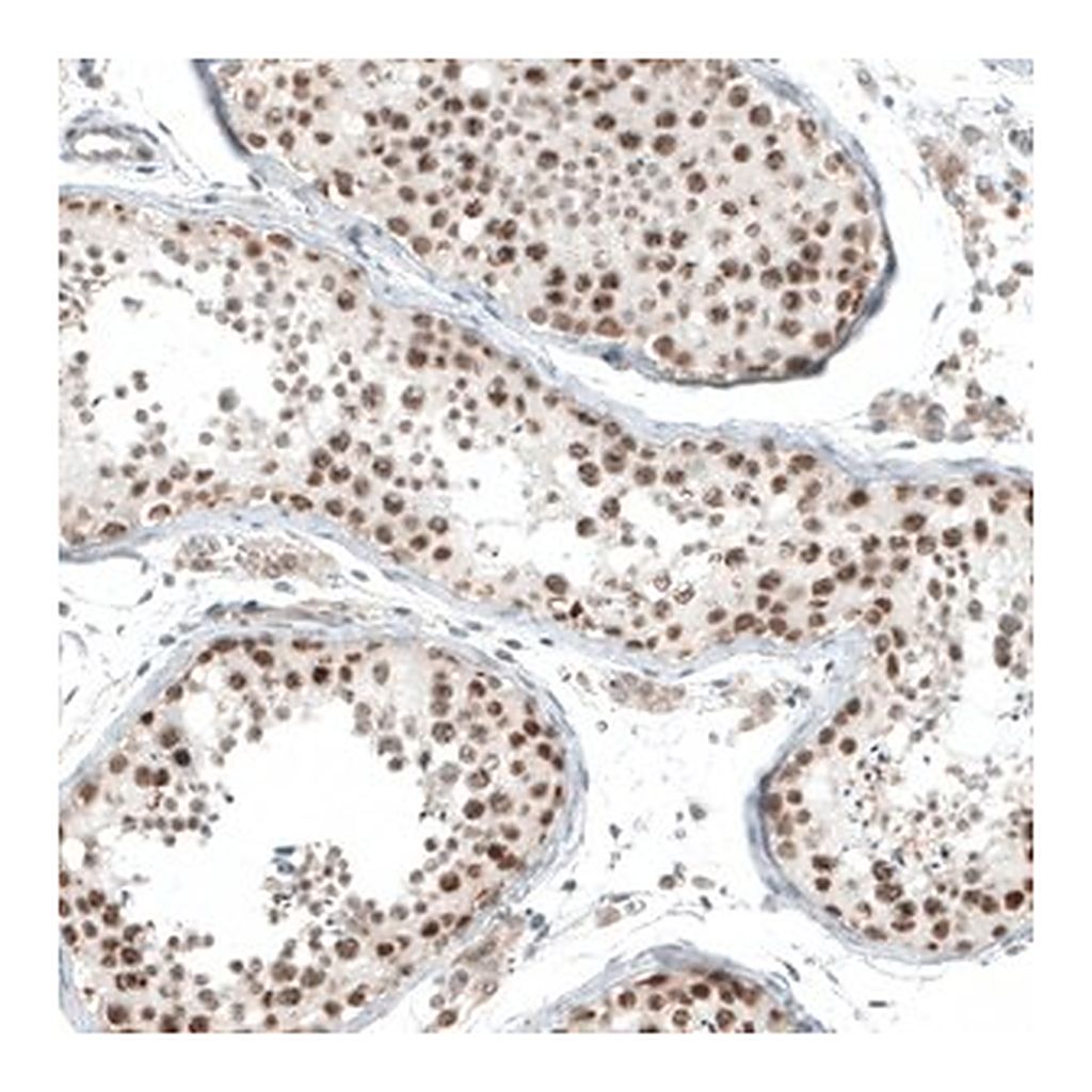 Merck Anti-HLTF antibody produced in rabbit