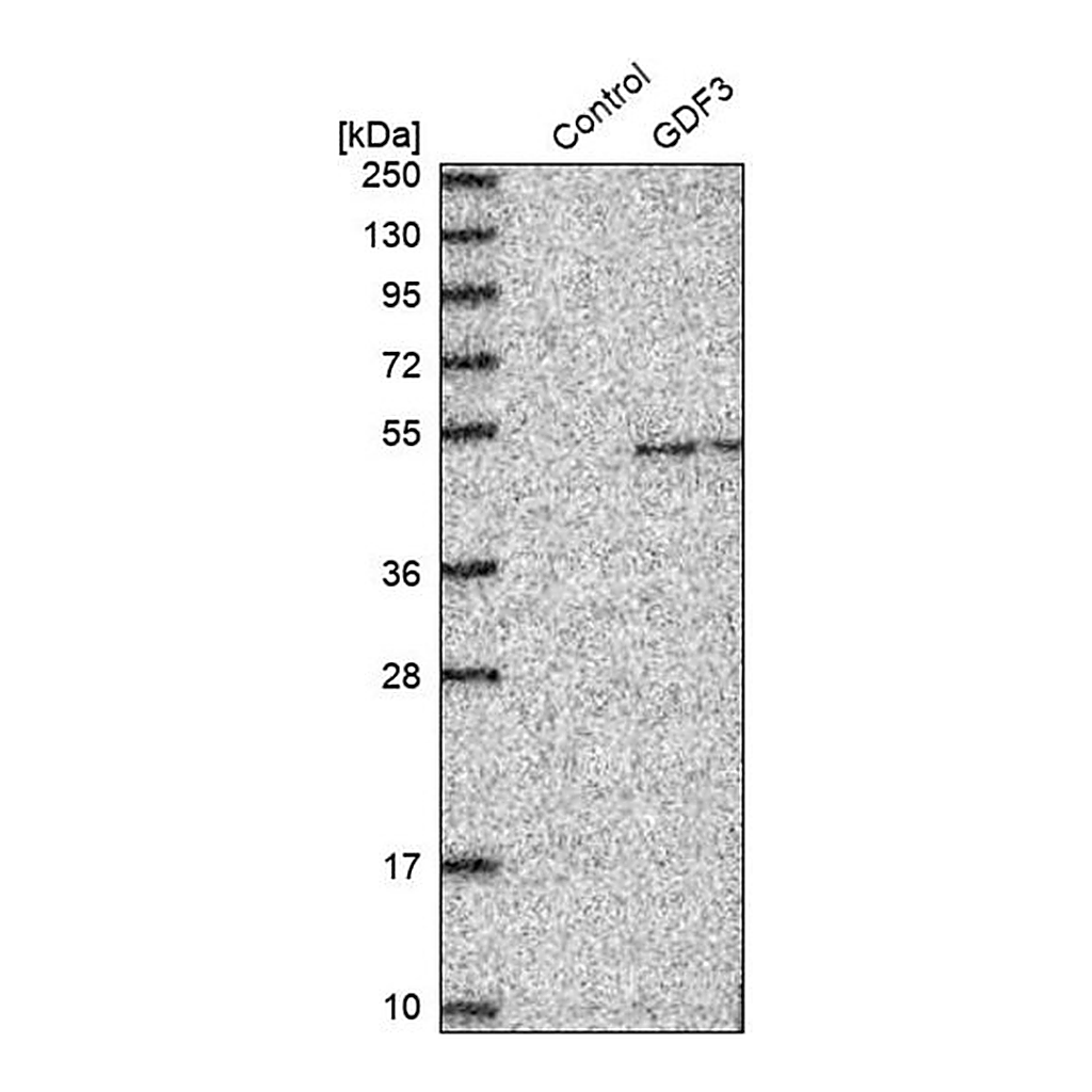 Merck Anti-GDF3 antibody produced in rabbit