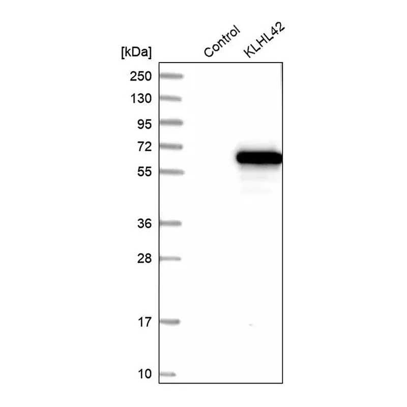 Merck Anti-KLHL42 antibody produced in rabbit