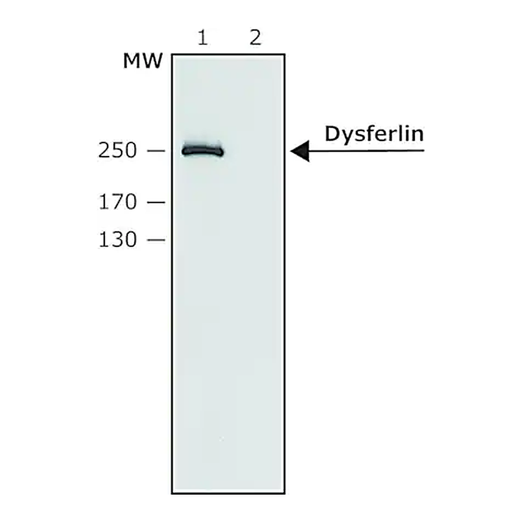 Merck Anti-Dysferlin (N-terminal) antibody produced in rabbit