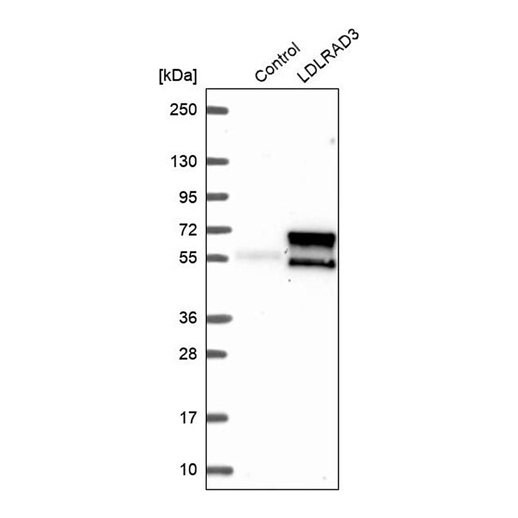 Merck Anti-LDLRAD3 antibody produced in rabbit