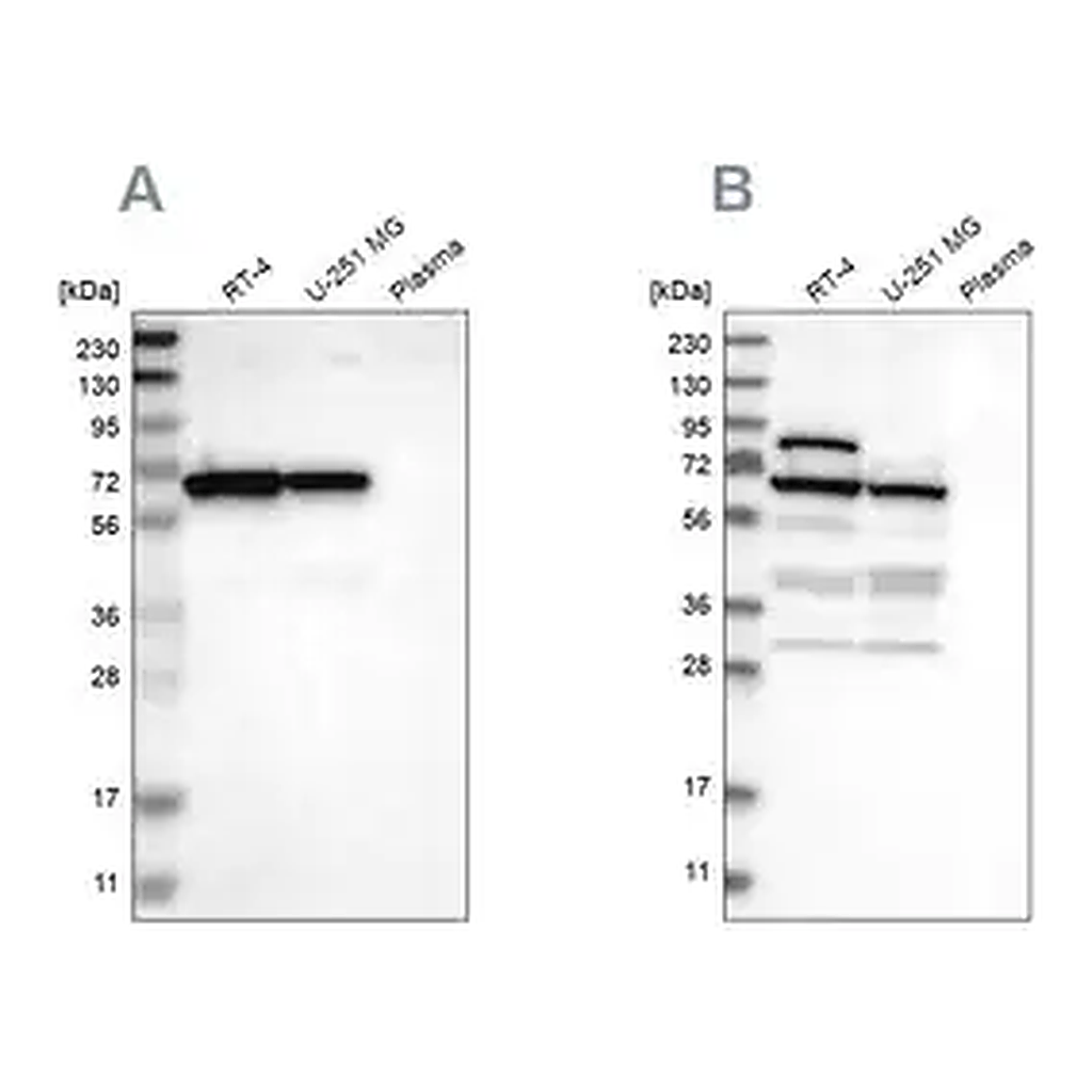 Merck Anti-NOP58 antibody produced in rabbit