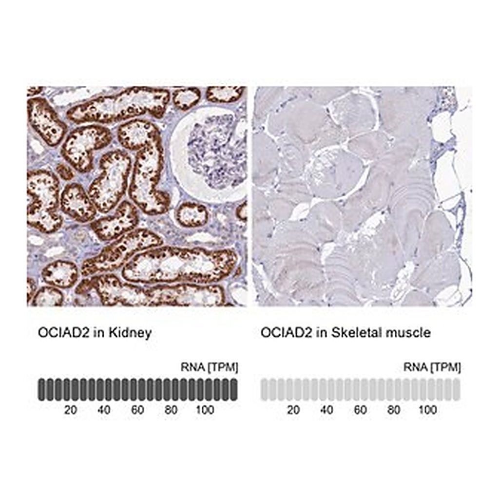 Merck Anti-OCIAD2 antibody produced in rabbit