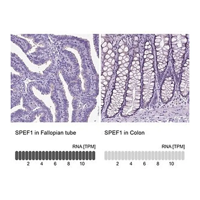 Merck Anti-SPEF1 antibody produced in rabbit