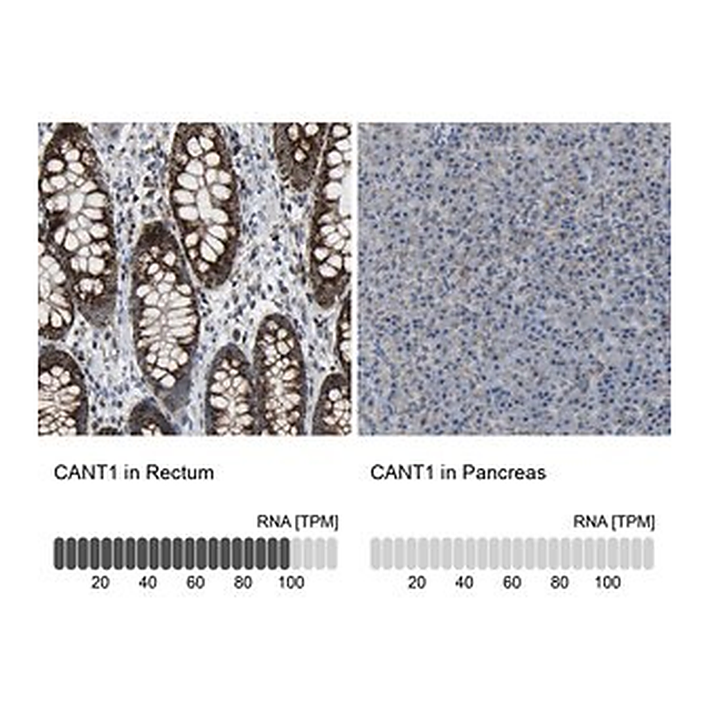 Merck Anti-CANT1 antibody produced in rabbit