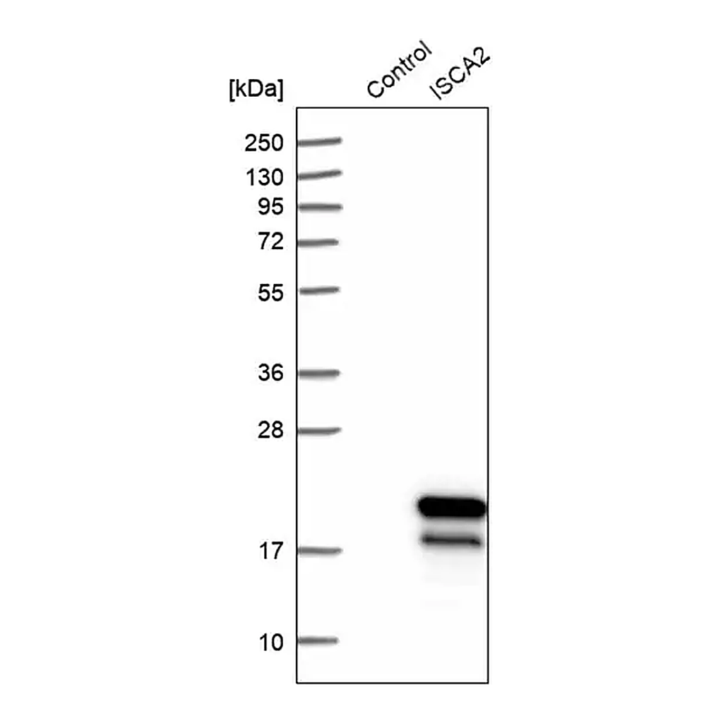 Merck Anti-ISCA2 antibody produced in rabbit