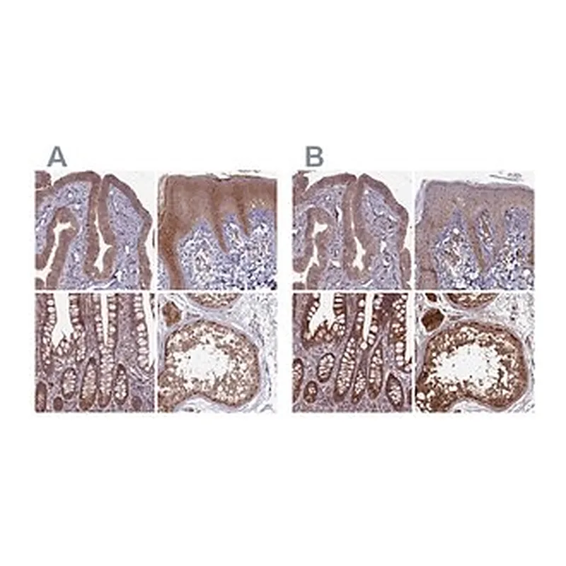 Merck Anti-RCCD1 antibody produced in rabbit