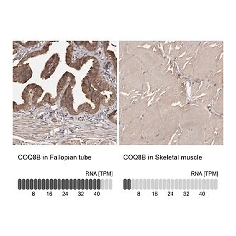 Merck Anti-COQ8B antibody produced in rabbit