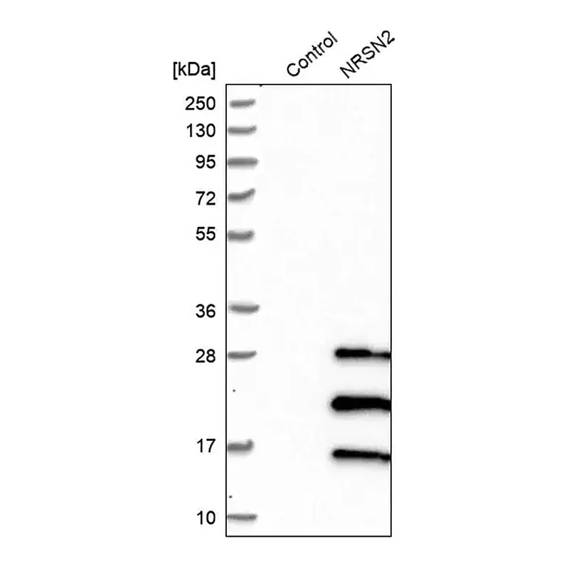 Merck Anti-NRSN2 antibody produced in rabbit