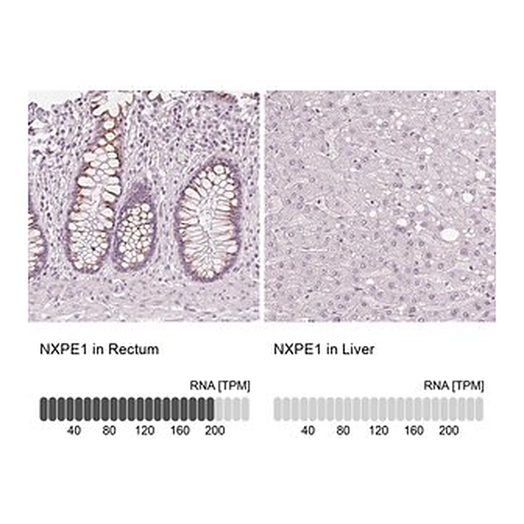 Merck Anti-NXPE1 antibody produced in rabbit