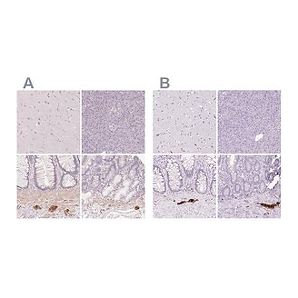 Merck Anti-PRPH antibody produced in rabbit