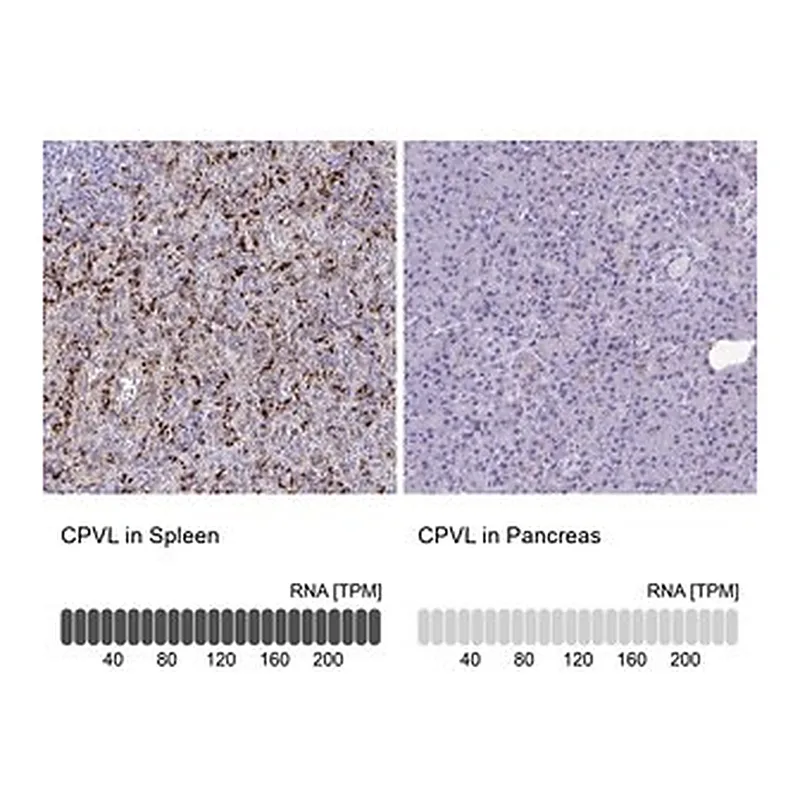 Merck Anti-CPVL antibody produced in rabbit