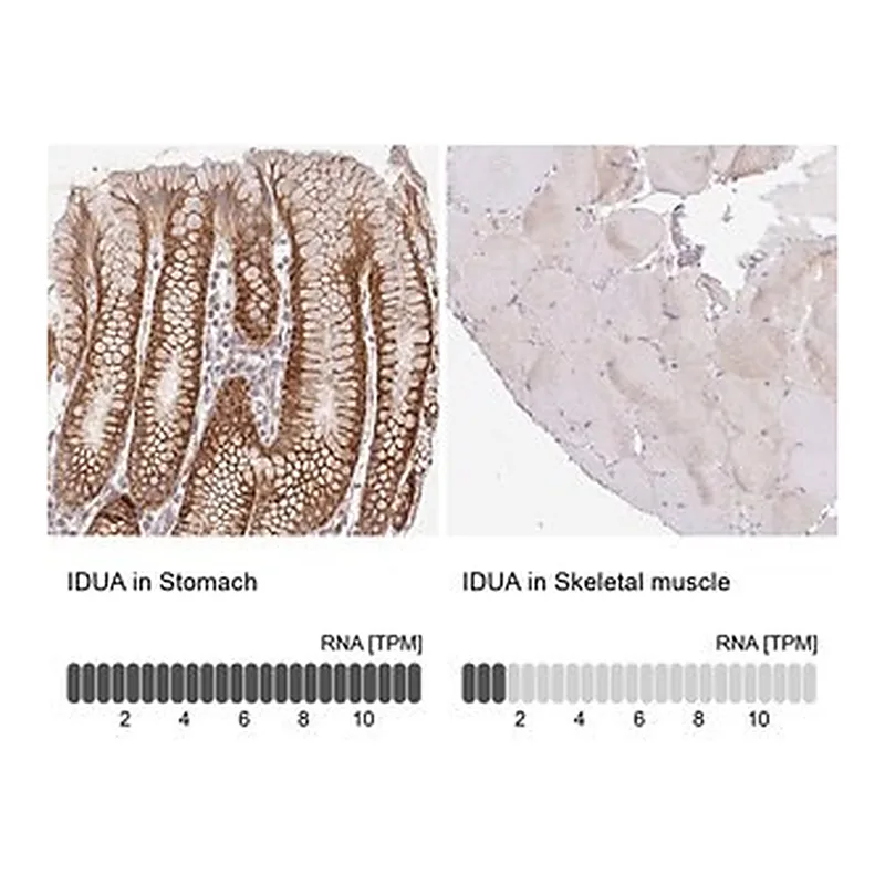 Merck Anti-IDUA antibody produced in rabbit