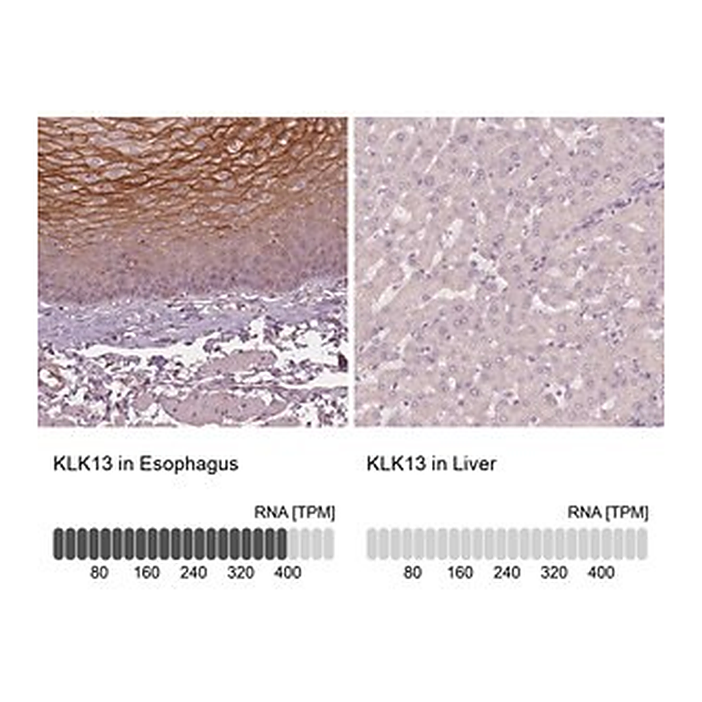 Merck Anti-KLK13 antibody produced in rabbit