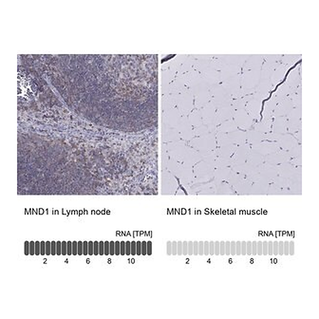 Merck Anti-MND1