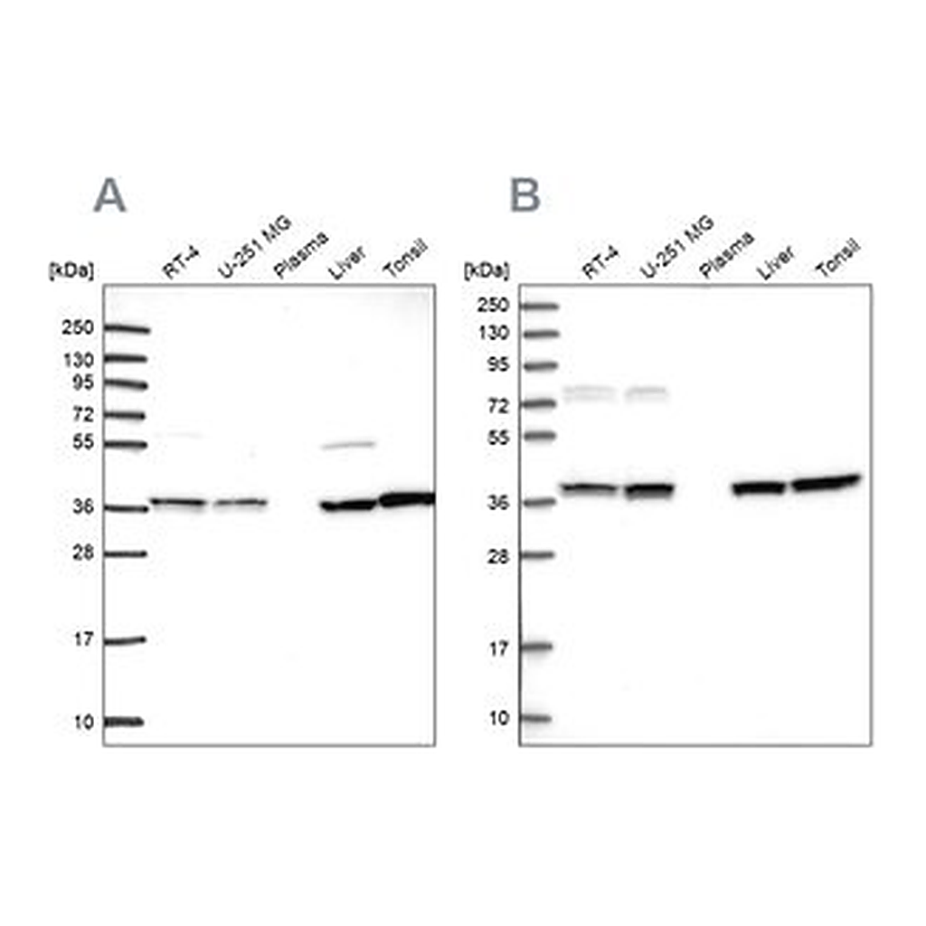 Merck Anti-TALDO1 antibody produced in rabbit