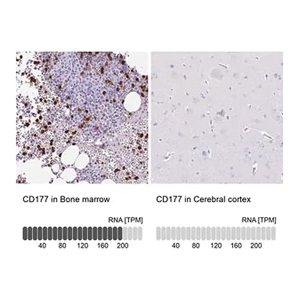 Merck Anti-CD177 antibody produced in rabbit